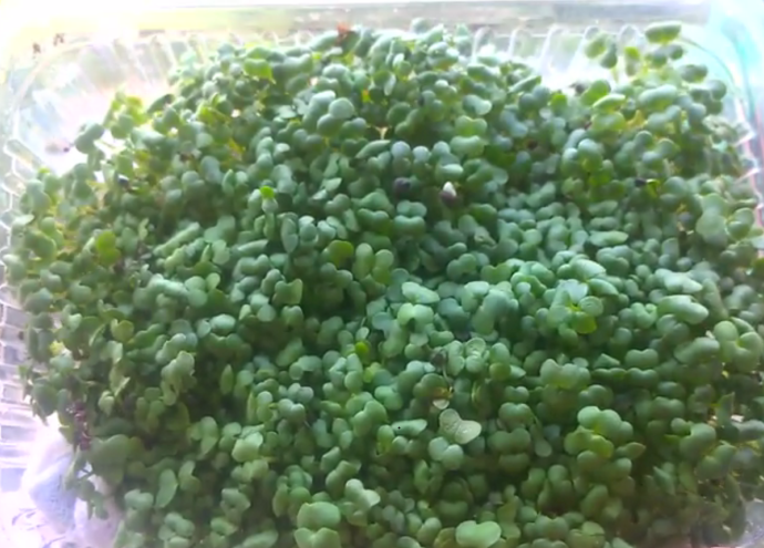 Microgreens