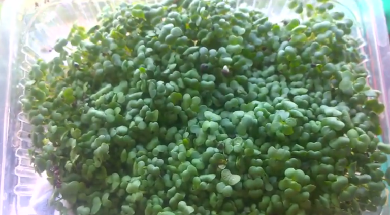 Microgreens