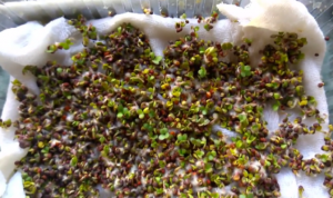 Microgreens